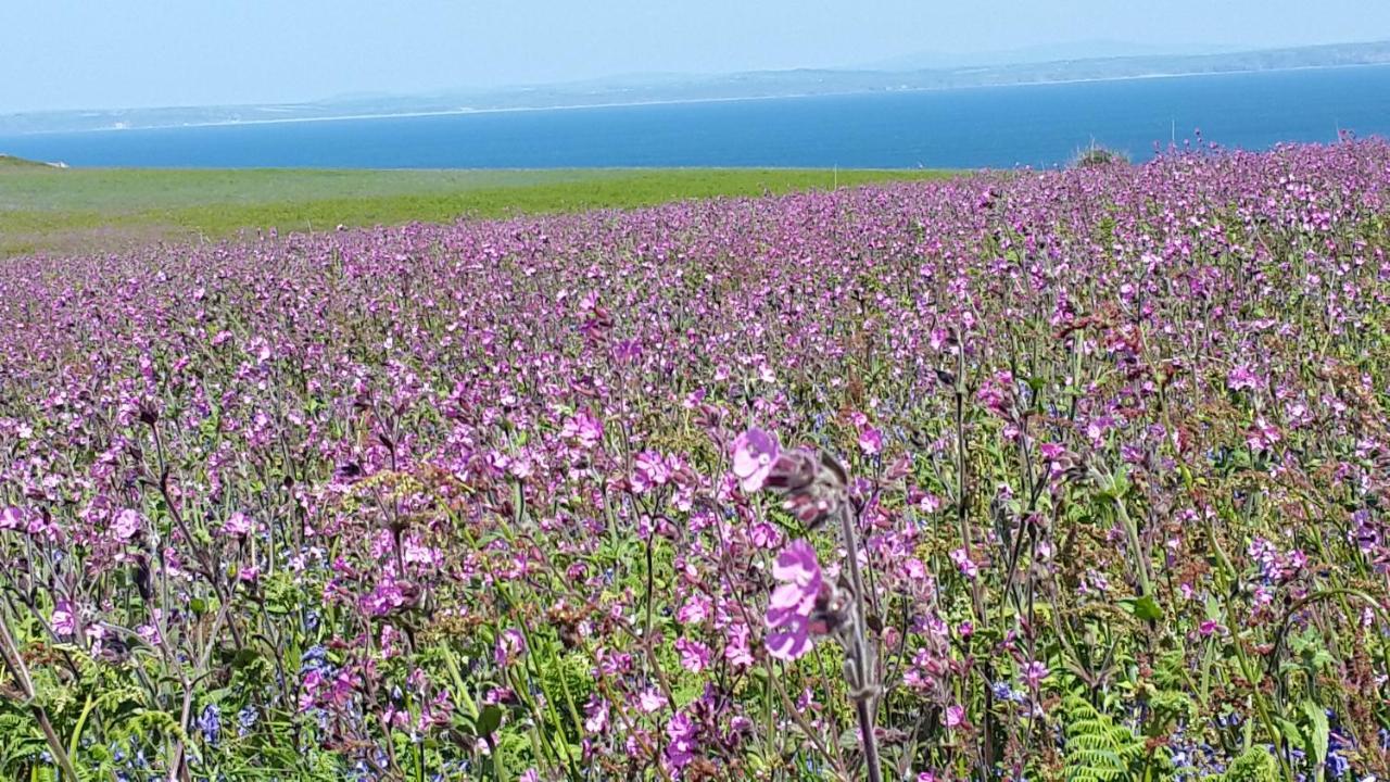 A Beach Holiday In Pembrokeshire المظهر الخارجي الصورة