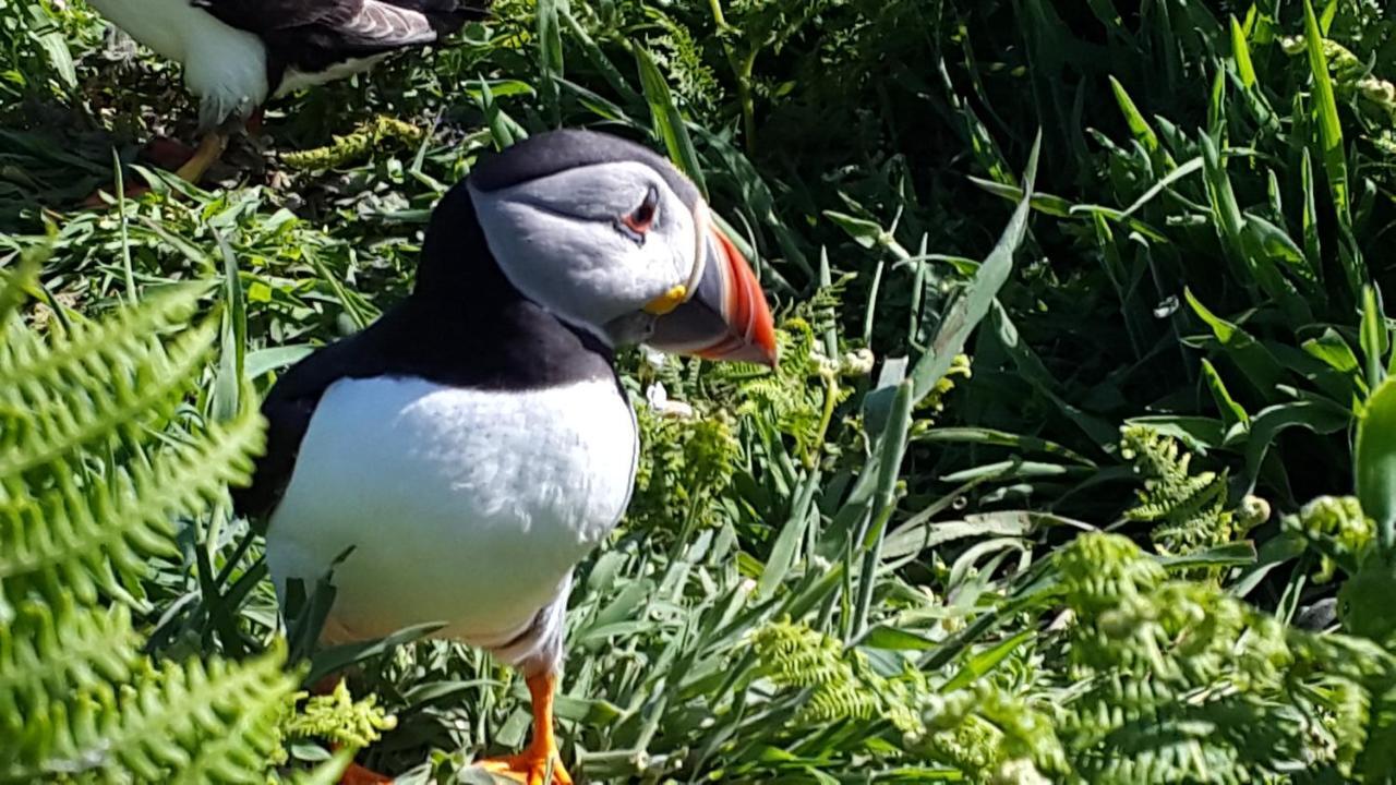 A Beach Holiday In Pembrokeshire المظهر الخارجي الصورة